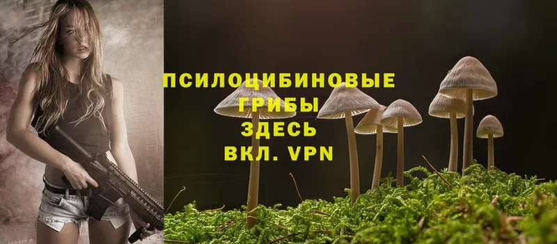 Галлюциногенные грибы Psilocybe  omg как войти  Кисловодск 